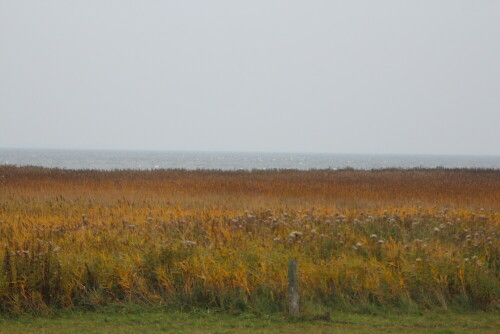 herbstliches-boddenufer-15359.jpeg