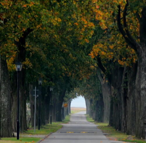 Im Osten Deutschlands findet man sie noch häufiger, die schönen alten Alleen

Aufnameort: Nähe Stralsund, 16.10.2015
Kamera: Canon EOS 600D 1/60; 5,6; 148,0mm; ISO 400