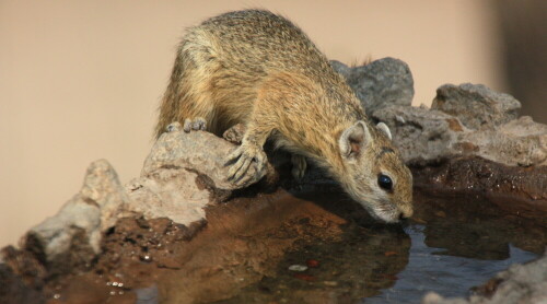 B.eim Tiere beobachten in der Nähe vom Wasserloch entdeckt

Aufnameort: Masuma Dam - Hwange Park - Simbabwe
Kamera: Canon 450 D