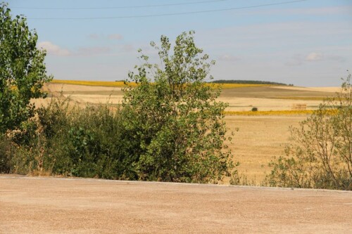 In Spanien scheint oft die Sonne - dies kann auch an der Ausrüstung von Wanderen wie -innen z. B. auch auf dem Jakobsweg erkannt werden.
https://de.wikipedia.org/wiki/Kornfeld
https://de.wikipedia.org/wiki/Sonnenblume

Aufnameort: Im "Innern" von Spanien
Kamera: Canon EOS 700D