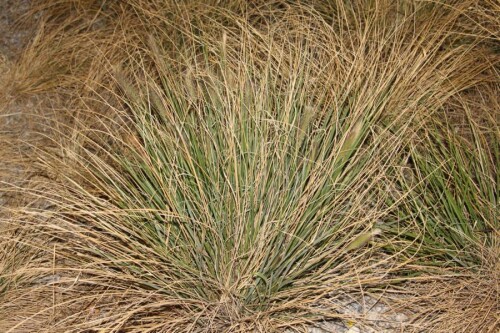 Ein Gras, das auch zur Befestigung von Sanddünen beitragen kann.
Durch seine Wurzeln kann es auch vor Erosion z. B. an Randdünen schützen.
https://de.wikipedia.org/wiki/Gewöhnlicher_Strandhafer

Aufnameort: Südfrankreich
Kamera: Canon EOS 700D