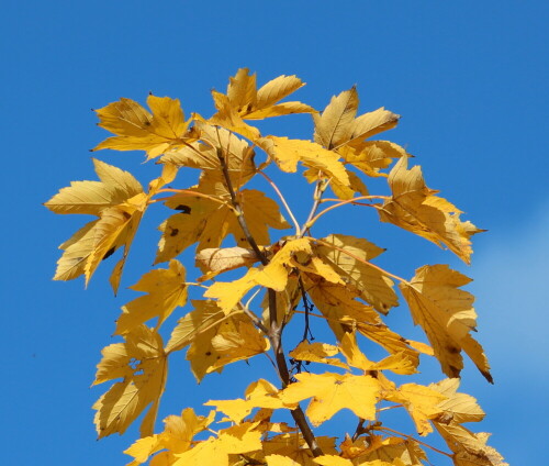 

Aufnameort: Marburg-Niederweimar, Kiesgrube, 23.10.2015
Kamera: Canon EOS 600D 1/800; 5,6; 116,0mm; ISO 100