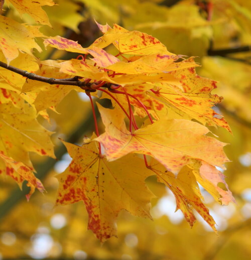 

Aufnameort: Marburg-Niederweimar, Kiesgrube, 23.10.2015
Kamera: Canon EOS 600D 1/160; 5,6; 84,0mm; ISO 125