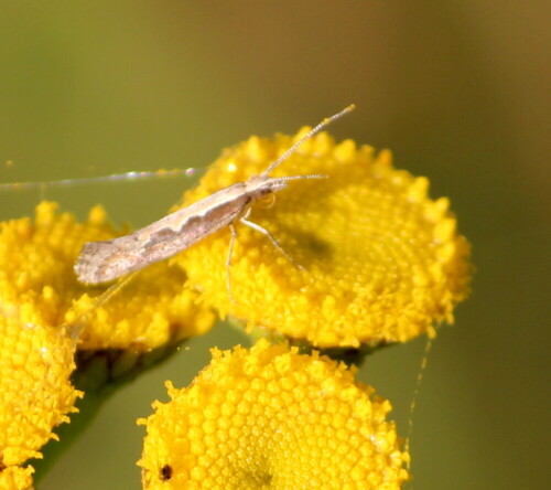 Ein unscheinbarer Kleinschmetterling, dessen Raupen bei Gemüsebauern jedoch außerordentlich gefürchtet sind.

Aufnameort: Marburg-Niederweimar, Kiesgrube, 23.10.2015
Kamera: Canon EOS 600D 1/250; 5,6; 250,0mm; ISO 100