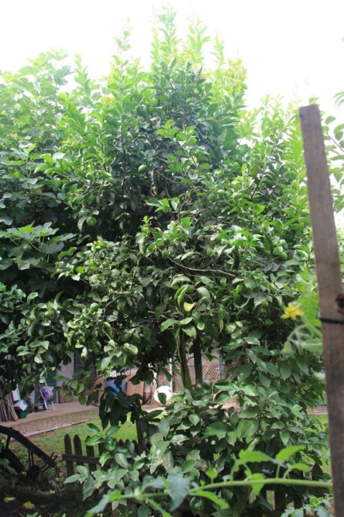 Der Zitronenbaum gehört zu den Zitruspflanzen(Citrus).
https://de.wikipedia.org/wiki/Limette

Aufnameort: Barcelos(Braga Portugal) Garten unserer Verwandtschaft in Portugal
Kamera: Canon EOS 700D