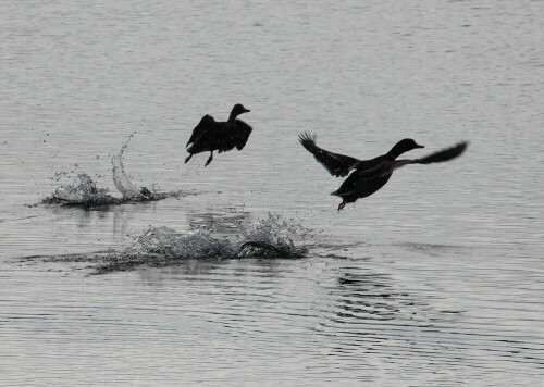 Der Start der Stockenten wirbelt das Wasser auf.

Aufnameort: Marburg-Niederweimar, Kiesgrube, 23.10.2015
Kamera: Canon EOS 600D 1/500; 9,0; 250,0mm; ISO 100