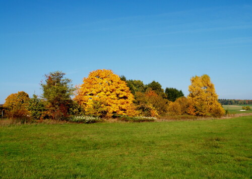 Eine Baumgruppe im Herbst

Aufnameort: Ramstein-Miesenbach
Kamera: Olympus E 500