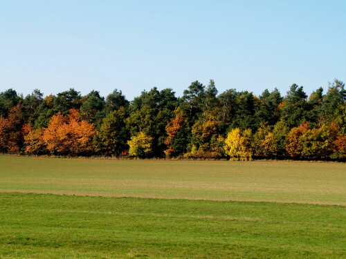 herbstwald-21617.jpeg