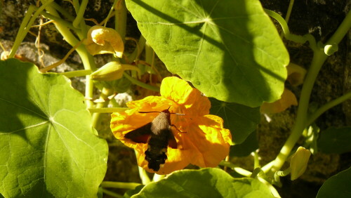 Taubenschwänzchen auf einer am 01.11. blühenden Kapuzinerkresse

Aufnameort: Westerburg/Oberwesterwald
Kamera: Panasonic Lumix