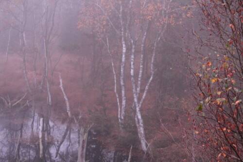 Bei meinem zweiten vergeblichen Versuch in diesem Jahr, Kraniche zu fotografieren, herrschte im Moor bei Sittensen dichter Nebel; man hörte sie, aber man sah sie nicht. Ein wenig entschädigte die Landschaft...

Aufnameort: Moor bei Sittensen, 02.11.2015
Kamera: Canon EOS 600D 1/15; 5,6; 60,0mm; ISO 3200