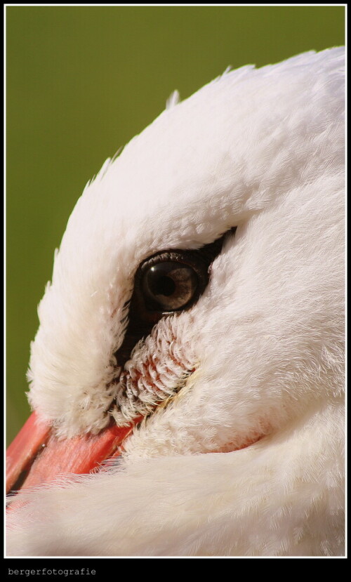 Storch

Aufnameort: Deutschland / NRW
Kamera: Canon 7D Mark II