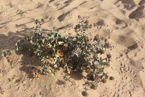 stranddistel-eryngium-maritimum-l-15377.jpeg