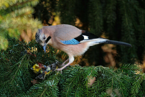 Kampf ums Dasein.
Eichelhäher sind sehr schöne Vögel, aber auch Räuber.

Aufnameort: Auf einer Tanne in unserem Garten.
