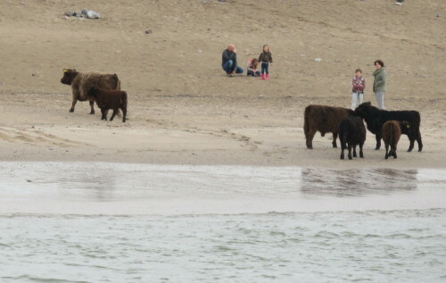 menschen-und-rinder-am-fluss-15573.jpeg