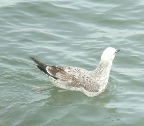 silbermowe-larus-argentatus-im-jugendkleid-15532.jpeg