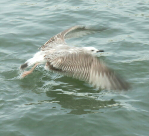 silbermowe-larus-argentatus-im-jugendkleid-startet-15533.jpeg