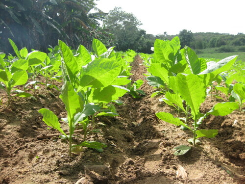 Fruchtbarer Boden, sonnige Tage, kühle Nächte - der Westen Kubas ist ideal für Tabak.

Aufnameort: Viñales, Pinar del Río, Cuba.
