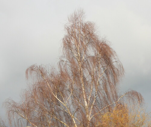 hangebirke-betula-pendula-im-spatherbst-15617.jpeg