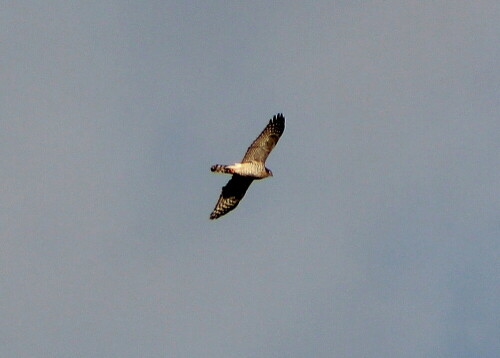 Sie fliegen sehr selten frei, meist nur bei der Balz; meist jagen sie aus einem Versteck heraus Singvögel. Eigentlich wollte ich Wasservögel, insbesondere Wintergäste, beobachten, aber an diesem Tag waren nur Stockenten und Blesshühner auf dem Teich, die Wintergäste hatten sich anderweitig niedergelassen. Da war der Sperber so etwas wie eine Entschädigung.

Aufnameort: Kirchhain, Erlensee, 27.11.2015
Kamera: Canon EOS 600D 1/800; 6,3; 265,0mm; ISO 100