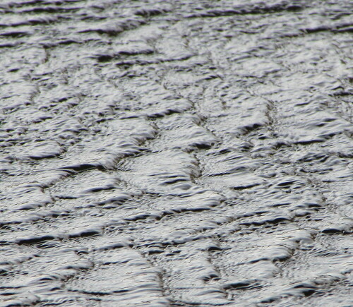 Wenn starker Wind gegen die Strömung gerichtet ist, wird die Wasseroberfläche gegen die Strömungsrichtung zurückgedrückt, es entstehen interessante Wellenmuster.

Aufnameort: Kirchhain, Erlensee, 22.11.2015
Kamera: Canon EOS 600D 1/200; 13,0; 300,0mm; ISO 400