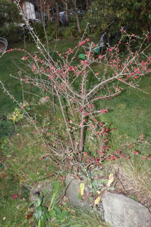 Die Mispeln gehören als Gattung zu den Kernobstgewächsen(Pyrinae)
sowie der Familie der Rosengewächsen(Rosaceae).
Einige Arten werden als Ziergehölz oder "Bodendecker" angepflanzt.
https://de.wikipedia.org/wiki/Zwergmispeln

Aufnameort: Eiershausen Garten
Kamera: Canon EOS 700D