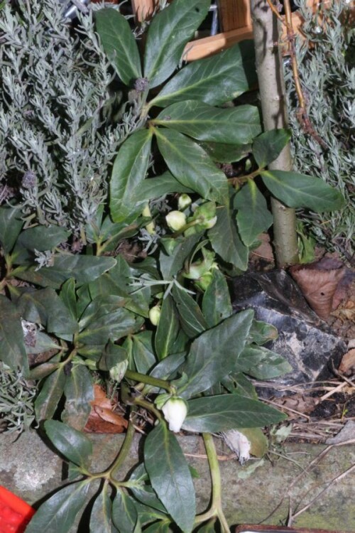 christrose-helleborus-niger-l-15588.jpeg