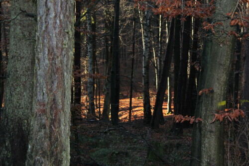 Nicht nur die Sonne hat Sonnenflecken...

Aufnameort: Marburg, Lahnberge, 26.11.2015
Kamera: Canon EOS 600D 1/60; 5,6; 55,0mm; ISO 400