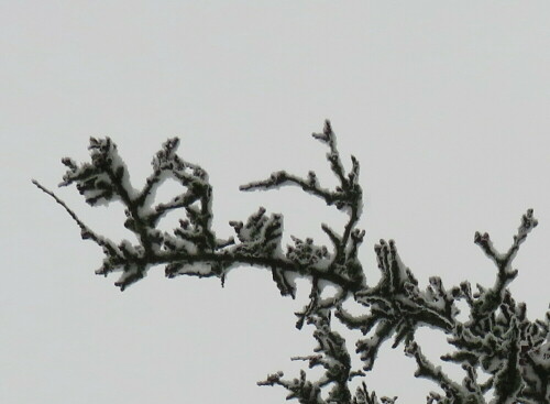 Vorne ein Ast-Kamel, weiter hinten ein Tänzer, man kann seine fantasie ruhig weiter spielen lassen.

Aufnameort: Forchheim, Walberla, 29.11.2015
Kamera: Canon Power Shot SX700 1/250; 4,0; 4,5mm; ISO 100