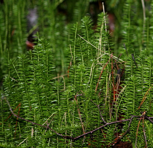 barlapp-lycopodium-annotinum-15693.jpeg