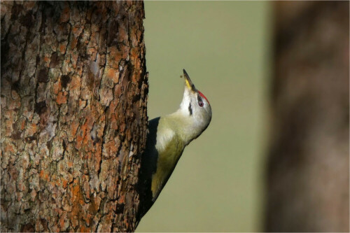 grauspecht-an-einem-apfelbaum-15663.jpeg