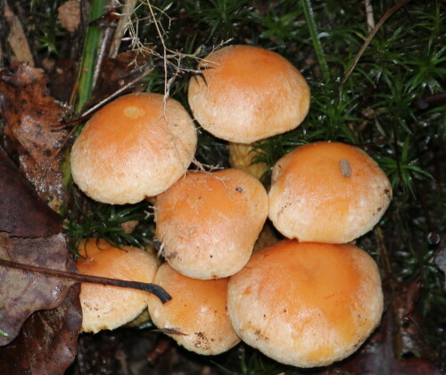 ziegelroter-schwefelkopf-hypholoma-sublateritium-15692.jpeg