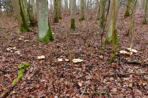 

Aufnameort: Wald bei Triesdorf
Kamera: Panasonic Lumix FZ 200