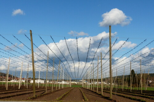 hopfengarten-bei-abenberg-15622.jpeg