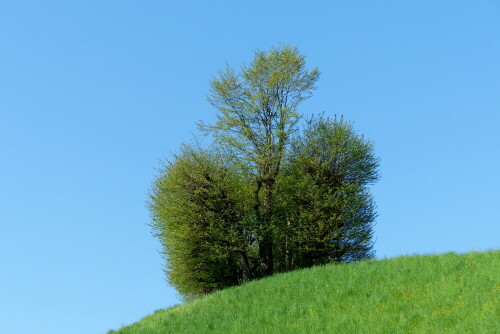 hugelkrone-am-jakobsweg-in-der-schweiz-15690.jpeg