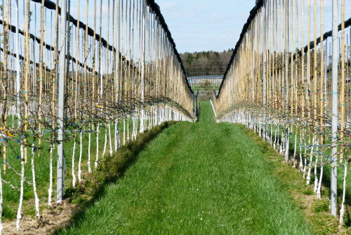 junge-obstplantage-im-bodenseegebiet-15623.jpeg