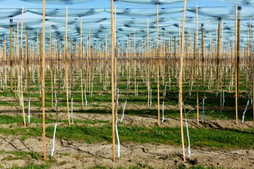 junge-obstplantage-im-bodenseegebiet-am-jakobsweg-15629.jpeg