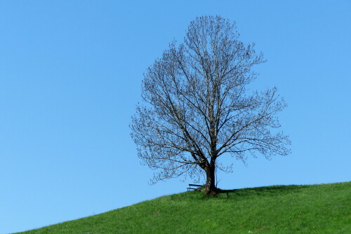 landschaft-pragender-baum-15658.jpeg