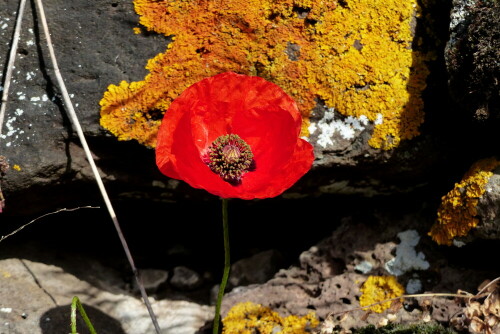 basalt-klatschmohn-flechte-15733.jpeg