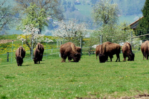 bisonherde-bei-amsoldingen-schweiz-15668.jpeg