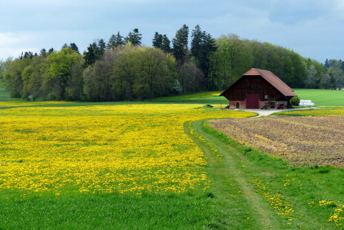 

Aufnameort: am Jakobsweg in der Schweiz
Kamera: Panasonic Lumix FZ 200