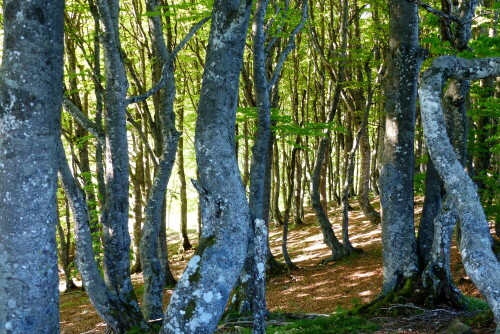 

Aufnameort: am Jakobsweg in Frankreich
Kamera: Panasonic Lumix FZ 200