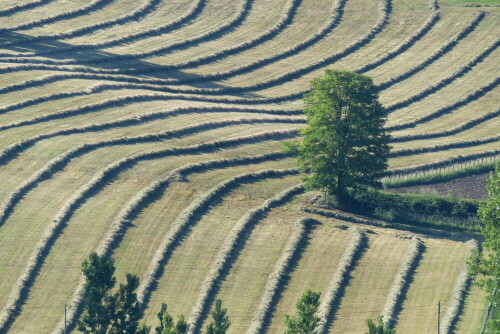 baum-in-gemahter-wiese-in-frankreich-15730.jpeg