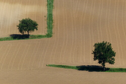 zwei-baume-in-einem-feld-in-frankreich-15731.jpeg