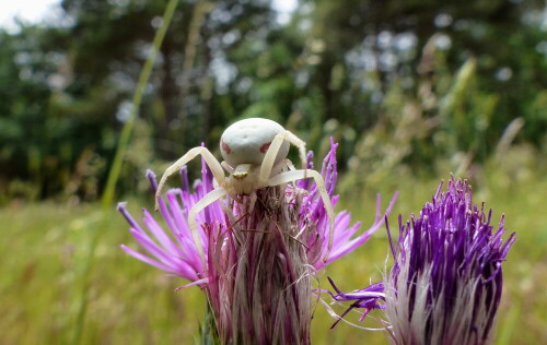 krabbenspinne-auf-distel-16208.jpeg