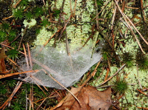 Diese Spinnen bauen auch noch tief im Winter ihre kleinen Trichternetze am Waldboden, sofern die Temperaturen nicht unter -5 Grad C fallen. In der Bodenstreu herrscht auch im Winter Leben, viele Gliederfüßer sind erstaunlich frostresistent.
Im Hintergrund sehen wir die gerippte Schüsselflechte und Sternmoos.
Das Versteck der Spinne ist am rechten oberen Netzrand zu erkennen. Ich habe sie nicht herausgelockt, weil unnützer Energieverbrach ihr sehr schaden kann.

Aufnameort: Marburg, Lahnberge, 15.12.2015
Kamera: Canon EOS 600D 1/60; 5,0; 109,0mm; ISO 400