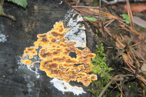 Viele Baumpilzarten setzen auch im grauen Dezember farbige Akzente im Wald.

Aufnameort: Marburg, Lahnberge, 15.12.2015
Kamera: Canon EOS 600D 1/60; 5,6; 179,0mm; ISO 400