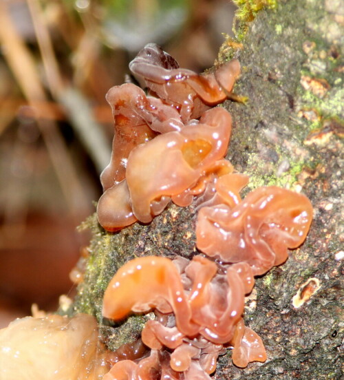 Auch dieser Pilz ist ein Helfer bei der Humusentstehung.

Aufnameort: Marburg, Lahnberge, 15.12.2015
Kamera: Canon EOS 600D 1/60; 5,6; 223,0mm; ISO 400