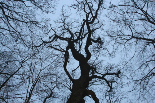 

Aufnameort: Marburg, Lahnberge, 15.12.2015
Kamera: Canon EOS 600D 1/200; 8,0; 28,0mm; ISO 400