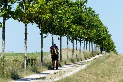 camino-licht-und-schattenweg-16210.jpeg