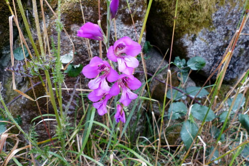 wilde-gladiole-16504.jpeg